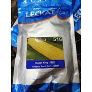 Benih Jagung Manis Sweet Corn F1 Sugar King 516 500gm