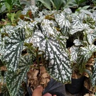 Tanaman indoor begonia polkadot silver - begonia - begonia Maya - bego