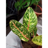 Aglonema Donna Carmen