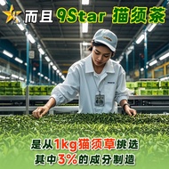 【九星正品官方店铺】✅Halal Approved by KKM ✅马来西亚卫生部认证* 9星猫鬚茶 (60茶包) 9 Star Tea Misai Kucing (60 tea bags)