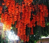Tanaman Bunga Irian Flame atau Irian of Flame Orange