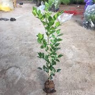 Combo of 3 cinnamon trees