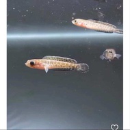 Channa Auranti Cobra baby 2-4inci live fish