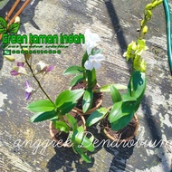 Promo Bunga Anggrek Hidup Anggrek Dendrobium Dewasa