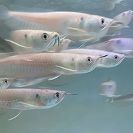 ikan arwana silver berazil