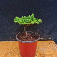 Welcome Pine Real Tree Bonsai Welcome Pine Indoor Outdoor Pine Cypress Tree Modeling Bonsai Office C