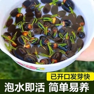 Vegetable Lotus Seed Lotus Seed Lotus Seed Lotus Seed Open Hydroponic Seed Flower Potted Plant Balco