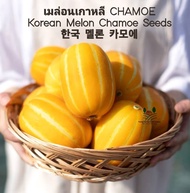 เมล่อนเกาหลี Korean Chamoe Melon Seeds เมล็ดพันธุ์เมล่อนเกาหลี CHAMOE เมล่อน  บรรจุ 5 เมล็ด