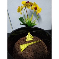 Ketupat Beras Pulut Hitam (50 biji/3kg)