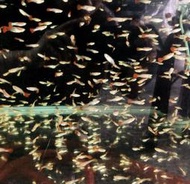 【冠昱水族】🔥CＰ值🐟無品孔雀魚1.2cm-1.8cm🐟 觀賞魚 高級餌料 造景水草