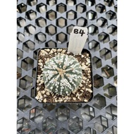 Augustfame - Astrophytum Asteria Superkabuto B4 超兜 仙人球 cactus succulent