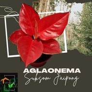 Aglaonema  Suksom Jaipong Live Plants