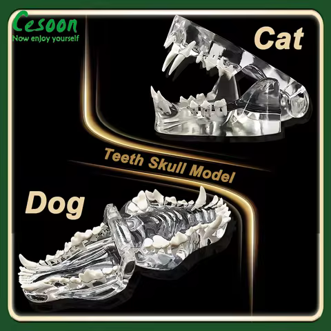 Dental Dog Cat Clear Skull Model Resin Teeth Jaw Anatomical Models Removable for Lab Education Clini