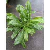 Sawtooth Coriander (Culantro) - Herb Plant, Fuss Free