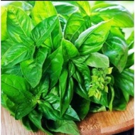 Basil Seeds – Fragrant Basil Seeds, Easy to Plant