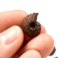 Natural Pyrite Ammonite Ammonite Leaf Ammonite Conch Ancient Biological Fossil Teaching Popular Scie