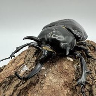 [甲蟲部落]戰神大兜蟲超大型單公成蟲♂124mm