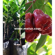 MKT - Anak Pokok Jambu Madu Merah / Jambu manis buah merah / Anak Pokok / Jambu air Anak Pokok Tanam