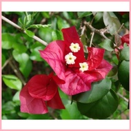 【Hot】 INTERNATIONAL RED BOUGAINVILLEA CUTTINGS (NOT YET ROOTED)