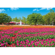 風景攝影 日本富山 礪波鬱金香公園 (Appleone, 500片, 500-290, 日本進口拼圖)