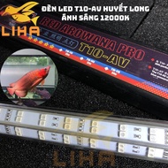 Led T10-AV 4 Row Bulb - Arowana Tanning Light T10 AV Beautiful Color As Mayin