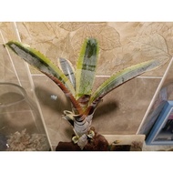 Bromeliad Aechmea Otto (Rare Plant)