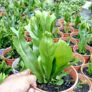 Anak Pokok Bunga Paku Pakis Asplenium Osaka Indoor Plants Flowers Pokok Bunga Langsuir Pokok Hidup P