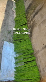 Nan cáp quang cò vạc 1kg 1li7 dài 50cm