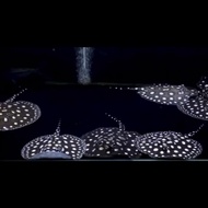 Pari Black diamond pure ( pari air tawar ) diameter 15cm