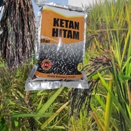 [Jt-F18] Benih Ketan Hitam Bibit Padi Ketan Hitam Unggul