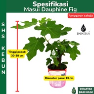 Fig Plant Anak Pokok Tin Black Jack Live Plant Ficus Carica Buah TIn Pokok Buah Outdoor Plant SHS Ke