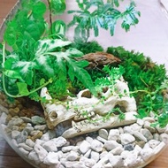 【苔療癒】動物遺骸-意象生態瓶DIY材料包