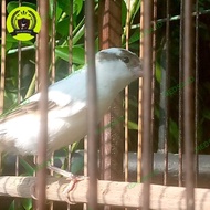 BURUNG KENARI PANDA BETINA MAPAN