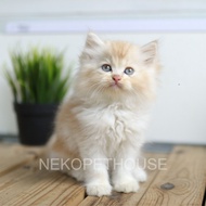 Kucing Kitten Persia Hitam Solid 2,5 Bulan