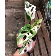 Variegata Monstera / Adasonii Janda Bolong Varigata