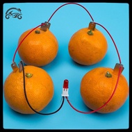 [8C11] 1 Set Children Bio Energy Science Kit Potato Fruit Supply Electricity Experiment [8C]