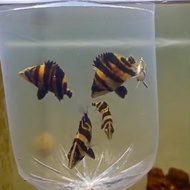 ikan datz borneo 3 bar