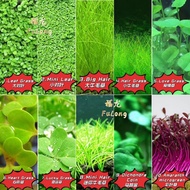 Aquarium Plant Seed Water Grass Foreground Aquatic Plants Carpet Plant Seed,fish aquarium,guppy bett