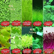 Aquarium Plant Seed Water Grass Foreground Aquatic Plants Carpet Plant Seed,fish aquarium,guppy betta ikan