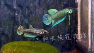 馬哈彩鬥魚/對魚