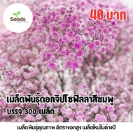 Pink Gypsophila Seeds 300