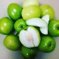 POKOK BUAH BIDARA EPAL