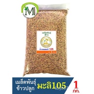 Thailand point❤Plump seeds, rice seeds, 105 varieties of jasmine rice, 1 kg of weight, 100% plump se