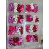 Pentas Edible Flowers – 10g (Edible Flowers)