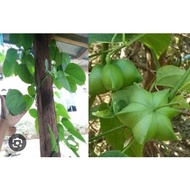 ️ DAUN SACHA INCHI KERING GRADE AAA, PRODUCT MUSLIM.(25 GM ) ️