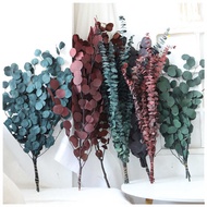 Preserved Flowers Eucalyptus Leaves Tung Money Eucalyptus Leaves Dried Flowers Beautiful Leaves Euca