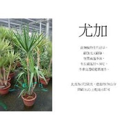 心栽花坊-尤加/象腳王蘭/銀葉/1尺2/含盆高約160-170/室內植物/觀葉植物/售價1600特價1400