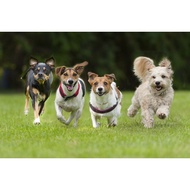 Offer Supersox Funky Crew Socks - Unisex