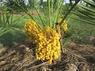 Bibit Tanaman Buah Kurma Thailand