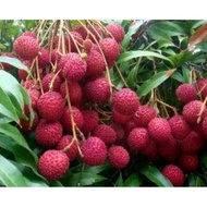 bibit leci merah cangkok benih pohon tanaman buah di dalam pot